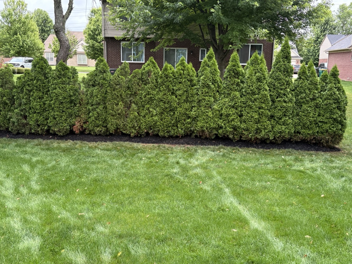 Freshly mulched hedge row in Belleville, Michigan