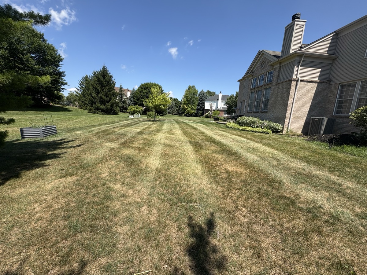 Weekly lawn mowing stripes on a Canton residential yard