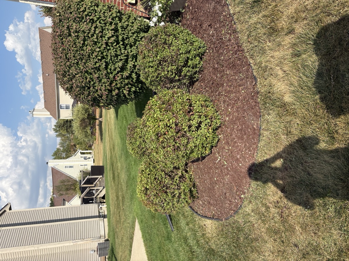 Mulch refresh and shrub trimming near driveway edge