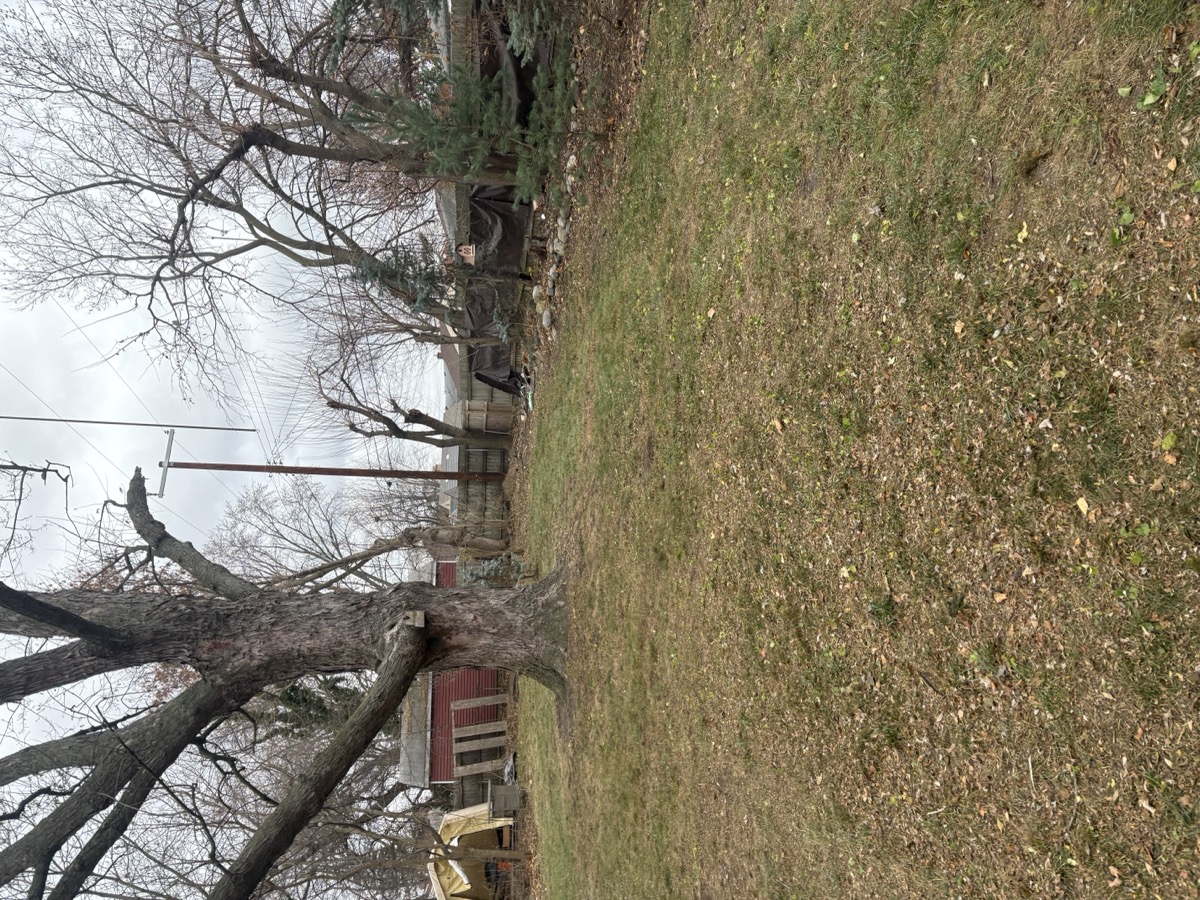 Safe tree removal and full debris haul-away cleanup